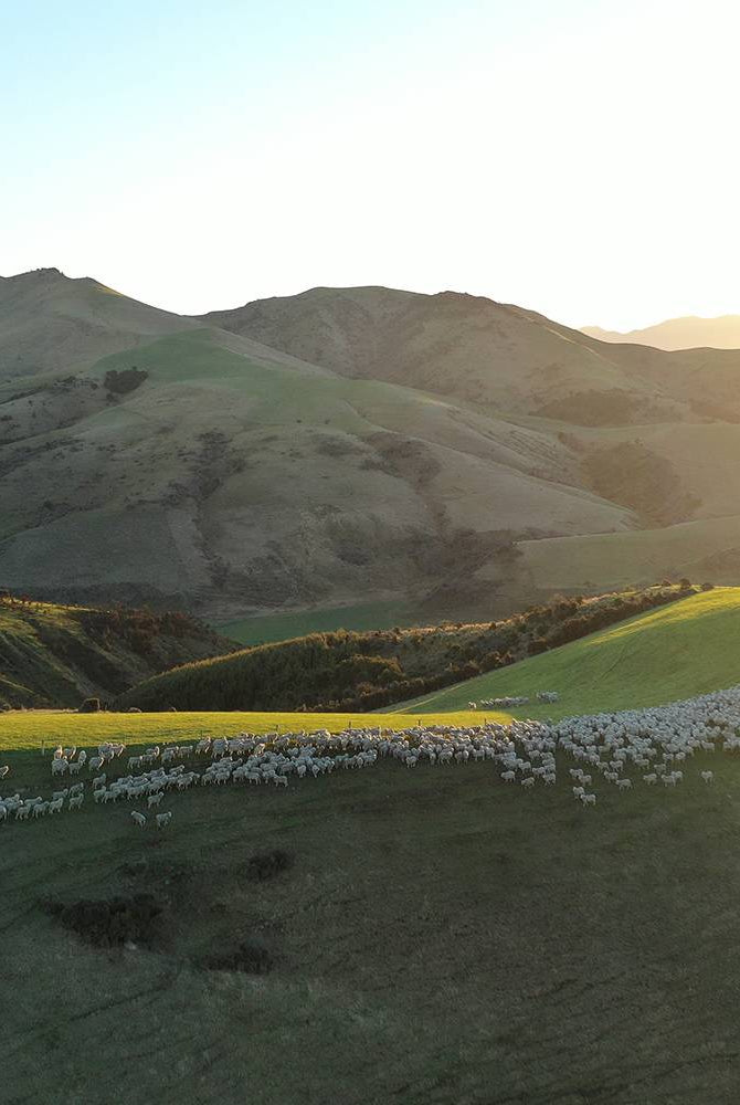 Glenthorne to Garment: The Journey of Our Merino Wool and the Role of Regenerative Farming