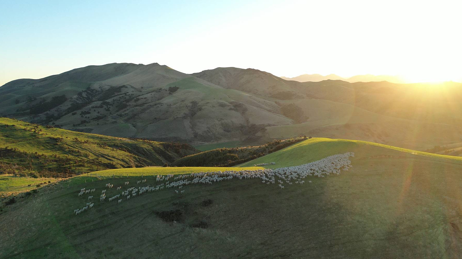 Glenthorne to Garment: The Journey of Our Merino Wool and the Role of Regenerative Farming