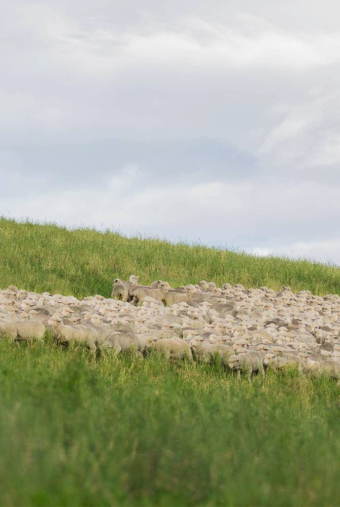 What is sustainable? A look at our certifications and standards