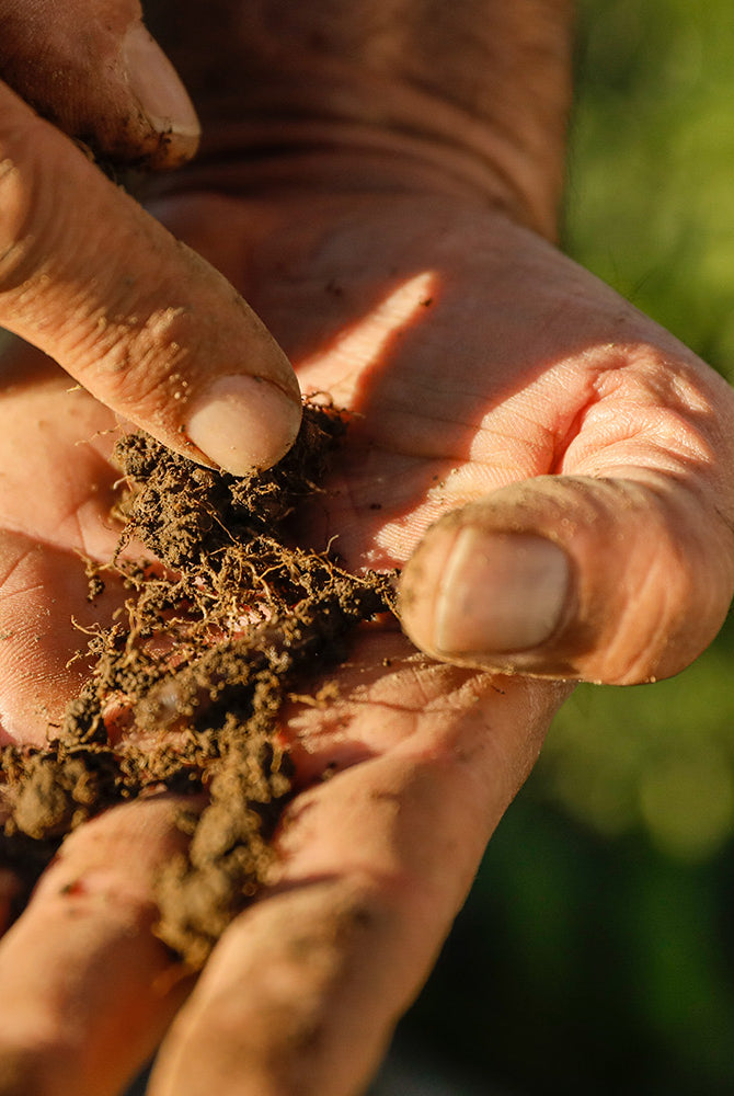 Why we should all care about World Soil Day