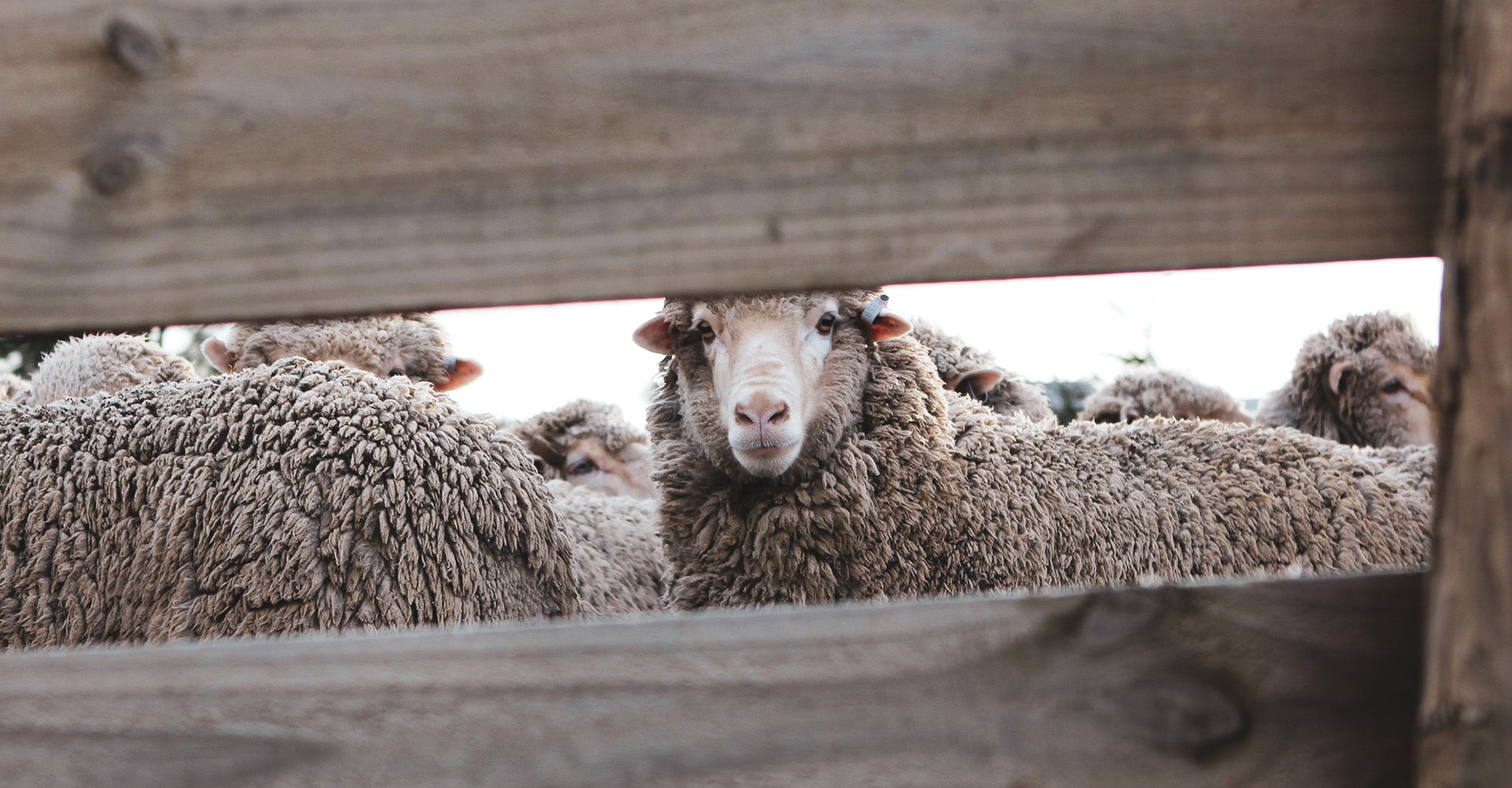 Wool and Knitwear in New Zealand: A Brief History