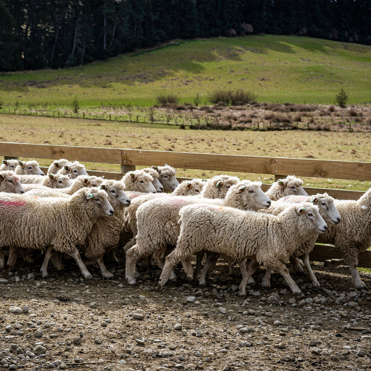 Ethical Merino Wool | Regenerative Fibre – Untouched World